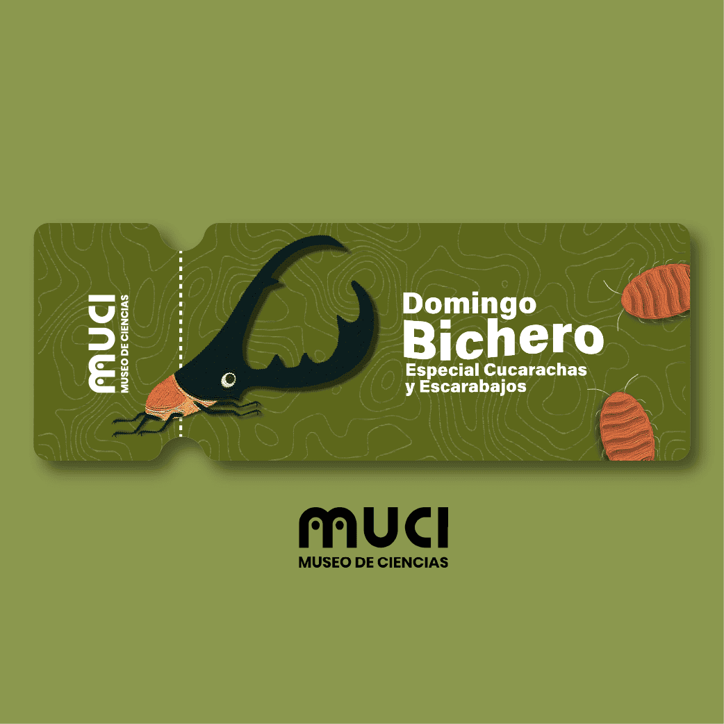 domingo-bichero